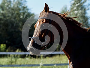 Red horse running across the field