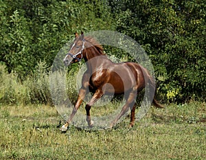 Red horse running across the field