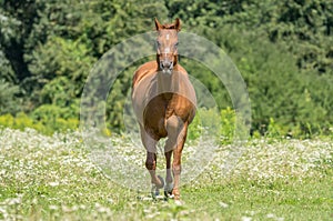 Red horse running in the meadow in color
