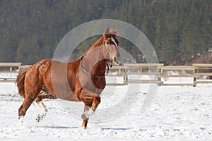 Red horse running on the snow.