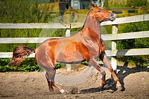 Red horse runs gallop on paddok photo