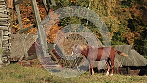 Red Horse At Rural Autumn Landscape