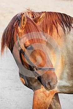 Red horse`s face, side view