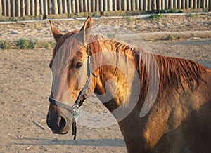 Red horse side view close up photo.