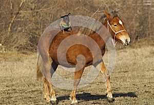 Red horse with a small brown dog on the back stand