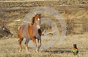 Red horse with a small brown dog