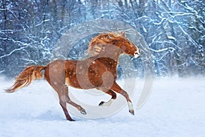 Red horse in snow