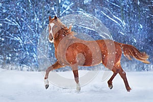 Red horse in snow