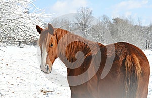 Red horse in snow