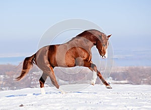 Red horse on the snow in winter