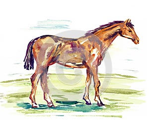 Red horse standing on green meadow, side view, watercolor illustration