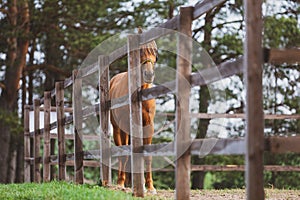 Red horse standing in paddock