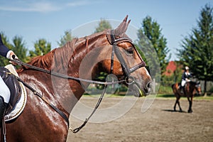 Red horse training in paddock