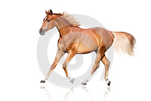 Red horse trot isolated