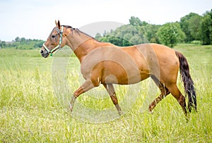 Red horse trotting in green meadow