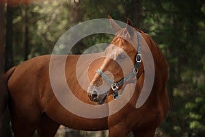 Red horse trotting in a meadow