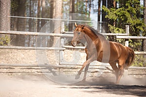 Red horse trotting in a meadow