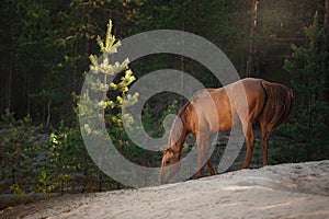 Red horse trotting in a meadow