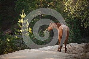 Red horse trotting in a meadow