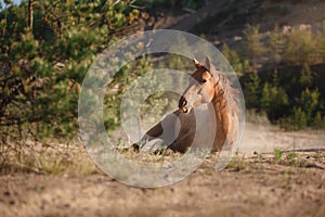 Red horse trotting in a meadow