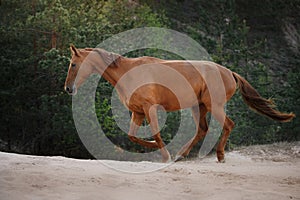 Red horse trotting in a meadow