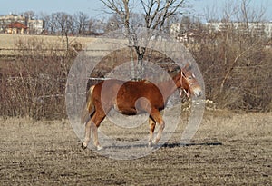 Red horse with a white blaze on the field