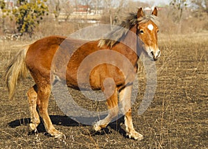 Red horse with a white blaze