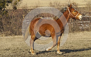 Red horse with a white blaze walking