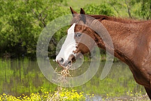 Red horse with white face eating hay