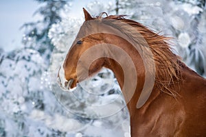 Red horse in winter day