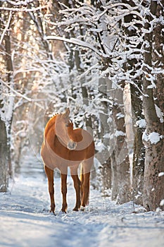 Red Horse in winter snow forest