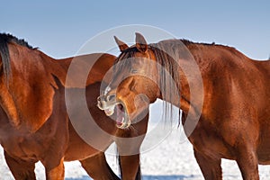 Red horse yawns