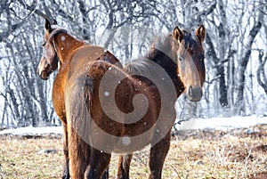 Red horses on the field