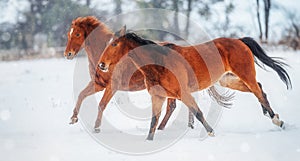 Red Horses running gallop in winter snow landscape