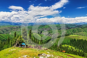 The red horses in summer alpine steppe