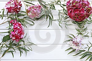 Red hortensia flower and green agonis twigs on white wooden background