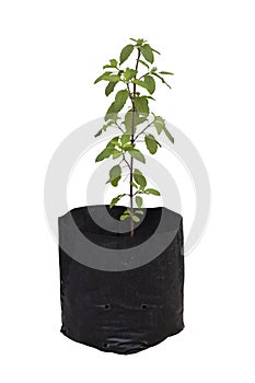 Red hot basil is growing in black plastic bags for nurseries is a vegetable and Thai herb isolated on white background.
