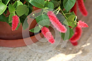 Red hot cat tails or Acalypha pendula plant with fluffy masses of bright red flower spikes growing from flower pot in local urban