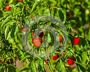 Red hot cherry peppers on plant