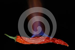 Red hot chili pepper 1 photo