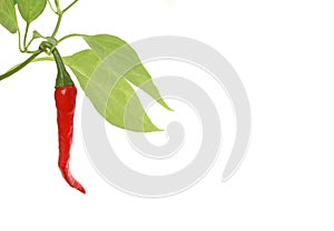 Red hot chili pepper