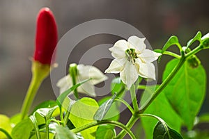 Red hot chili pepper plant close up. Homegrown chili  peppers and blossom