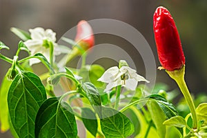 Red hot chili pepper plant close up. Homegrown chili  peppers and blossom