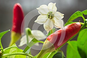 Red hot chili pepper plant close up. Homegrown chili  peppers and blossom