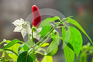 Red hot chili pepper plant close up. Homegrown chili  peppers and blossom