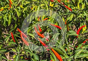 Red hot chili pepper on tree.