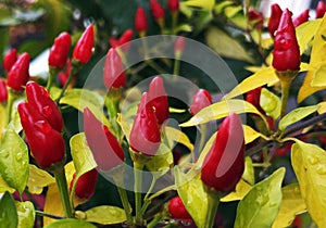 Red hot chili peppers on a branch of a bush