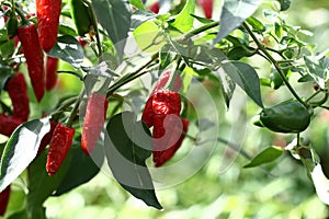 Red hot chilli cayenne peppers photo