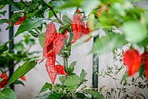Red hot chilli ghost pepper Bhut Jolokia on a plant