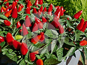 Red hot Chilli Pepper in closeup